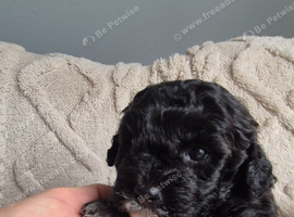 Beautiful Cavapooshon puppies.