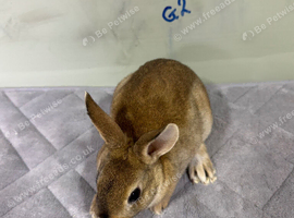 Mini Rex bunnies