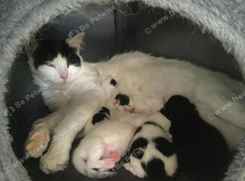 .Tiny Puds Seeking Forever homes.