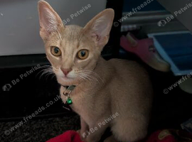 Abyssinian cross Cornish rex boy