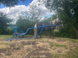 Silver dapple ride and drive Shetland gelding