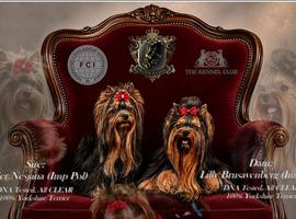 BABY FACE YORKSHIRE TERRIERS KC DNA TESTED PARENTS