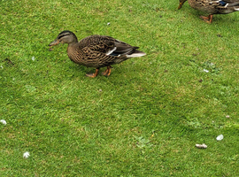 3 months old mallard looking for their forever pond/home