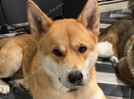 Regrettable sale of my Shiba Inu boy