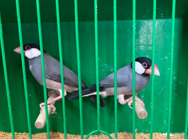 Java sparrows