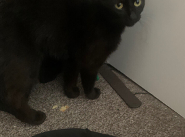 female 1 year old