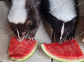 Skunks
