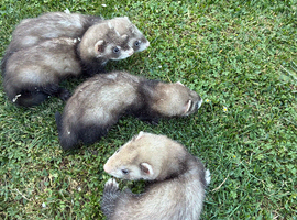 Young polecats