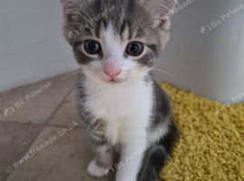 Beautiful Boy kitten