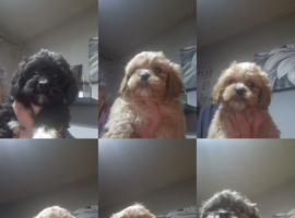 Cava-tzu puppies for sale