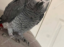 12 year old semi tame