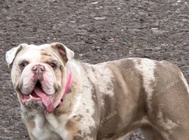 English bulldog
