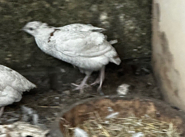 Male Japanese quail