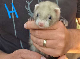 Half bews /sandy kits