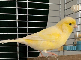 Canary hen &cage