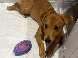Male Jack Russell pup
