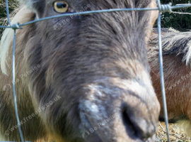 Two male pygmy goats