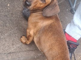 Rusty for stud