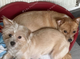 2 Girls for rehoming
