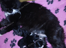 Kittens