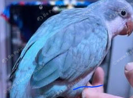 Wanted hand reared blue quaker parrot