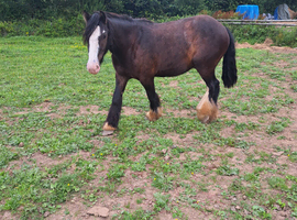 Nice gelding