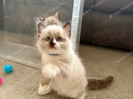 Ragdoll male kitten