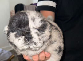 3 stunning female Merle and black chow chow puppies looking for their forever home