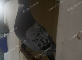 11 Racing Pigeons for Sale &ndash; Best Offer!