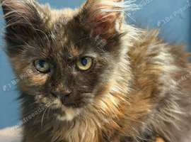 Stunning TICA Registered Maine Coon Kittens