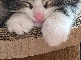 Maincoon x British short hair
