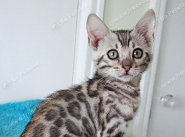 Ready Bengal Girl Kitten