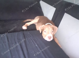 Female American bulldog