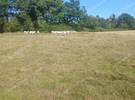 Easy care yearlings