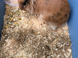 Lion head for sale