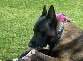 Belgium malinois for sale