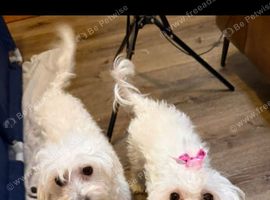 2 little sisters