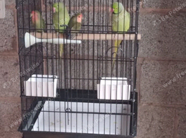 Beautiful Indian ringneck