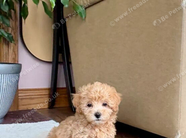 Maltipoo Puppies