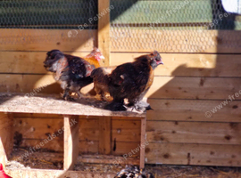 Batam 6 hens 1 cock