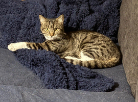2 beautiful kittens to rehome