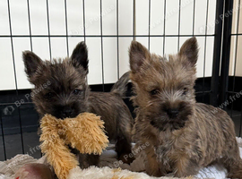 Beautiful KC Reg Cairn Terrier Puppies (4 little puppies available) Had both vaccinations.