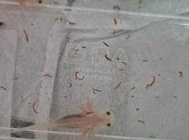 Leucistic axolotls