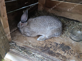 Female and Male bunny for sale
