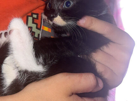 Black and white kitten