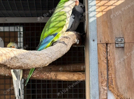 Proven cock bird