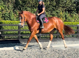 RID 17hh Mare