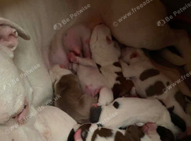 Puppies For Sale