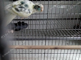 Cream/Turquoise Kakariki