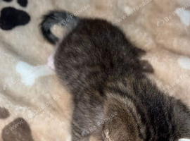 Tabby male, ready now